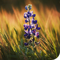 Texas Hill Country Wildflowers